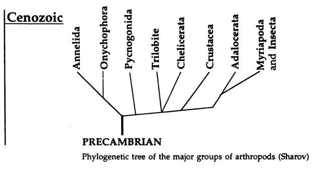 Phylogenetic Tree