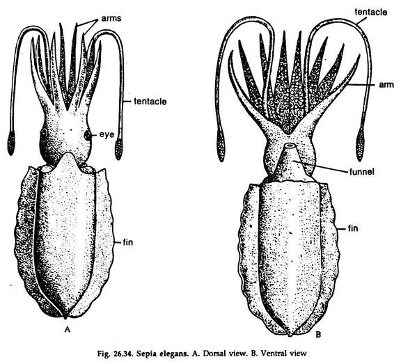 Sepia Elegans