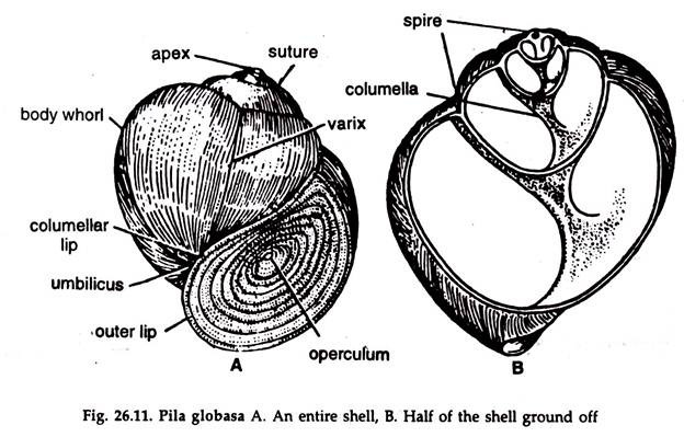 Pila Globasa