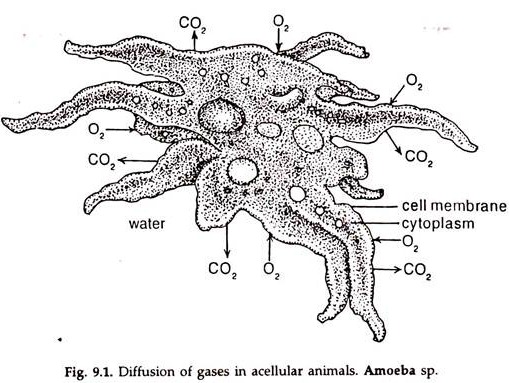 Diffusion of Gases in Acellular Animals