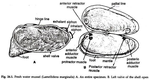 Fesh Water Mussel