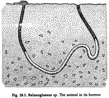 Balanoglossus sp.