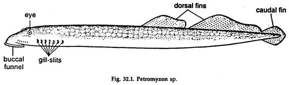 Petromyzon sp.