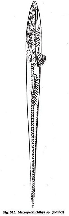 Macropetalichthys sp.