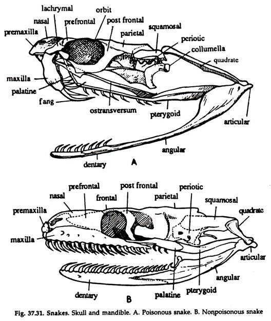 Snakes, Skull and Mandible