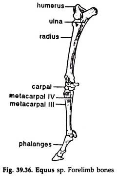 Equus sp. Forelimb Bones