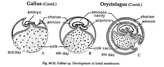 Gallus sp. Development of Foetal Membranes