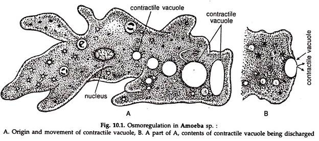 Osmoregulation in Amoeba sp