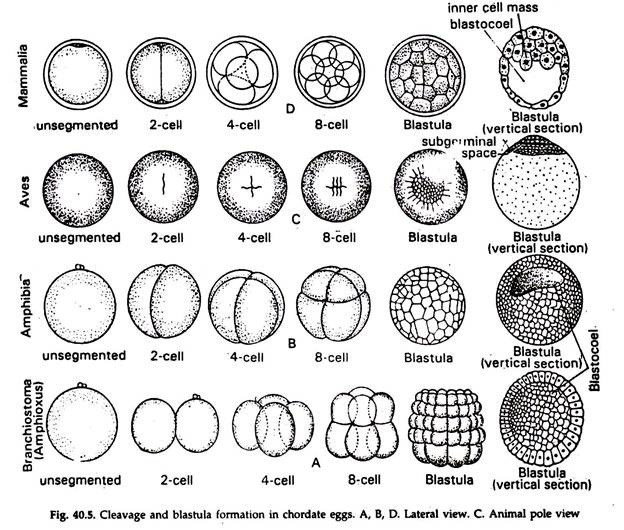 Cleavage and Blastula Formation
