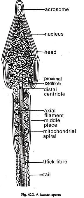 Human Sperm