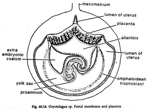 Oryctolagus sp. Foetal Membrane and Placenta