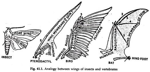 Analogy between Wings of Insects and Vertebrates