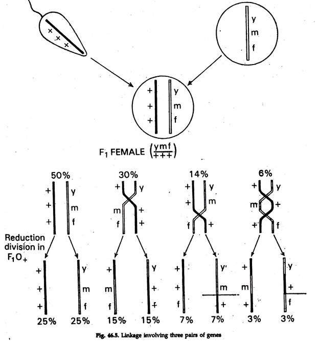 Linkage between three Pairs of Genes