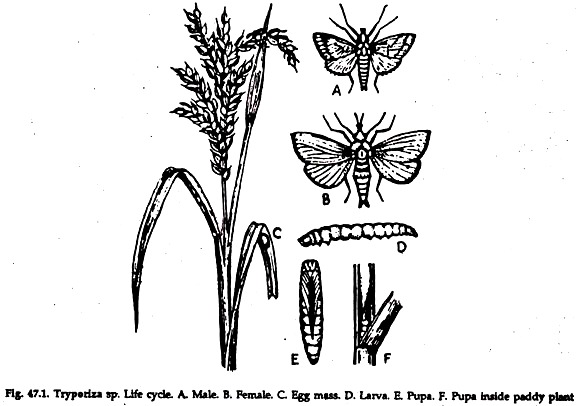 Tryporiza sp. Life Cycle