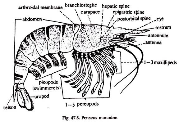 Penaeus Mondon