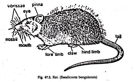 Rat