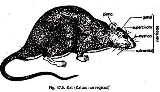 Rat