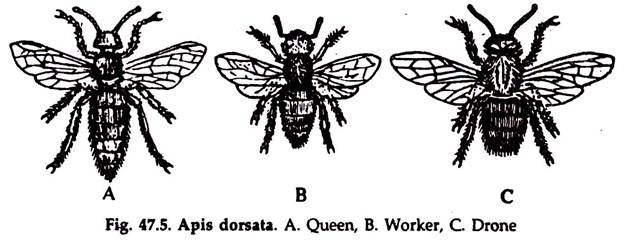 Apis Dorsata