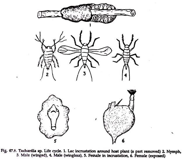 Tachardia sp. Life Cycle