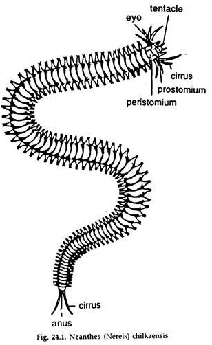 Neanthes (Sandworm)