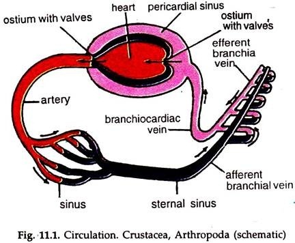 Circulation: Crustacea, Arthropoda (Schematic) 