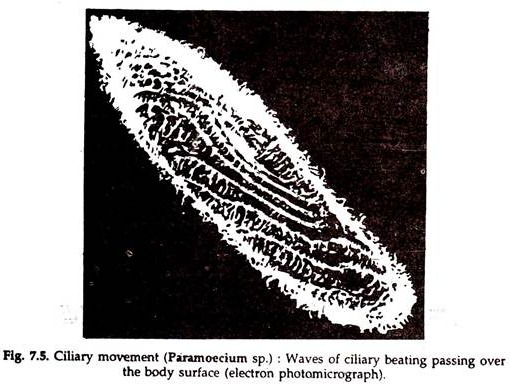 Ciliary Movement