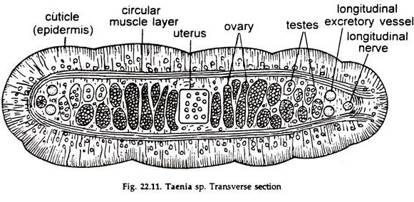 Taenia sp. Transverse Section