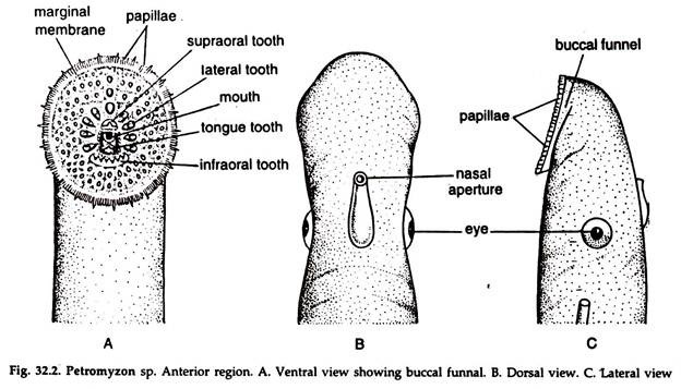 Petromyzon sp. Anterior Region