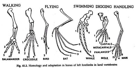 Homology and Adaptation