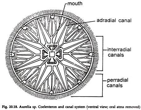 Aurelia