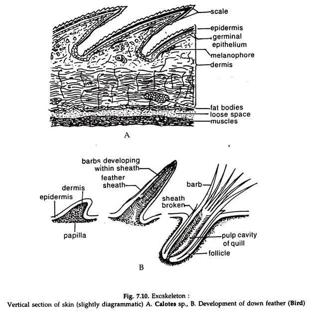 Vertical Section of Skin
