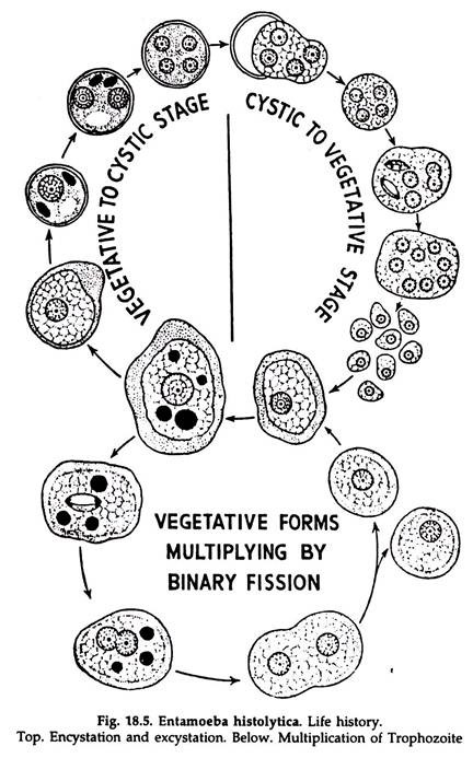 Жизненный цикл entamoeba histolytica схема