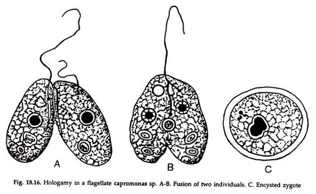 Hologamy in a Flagellate Capromonas sp.