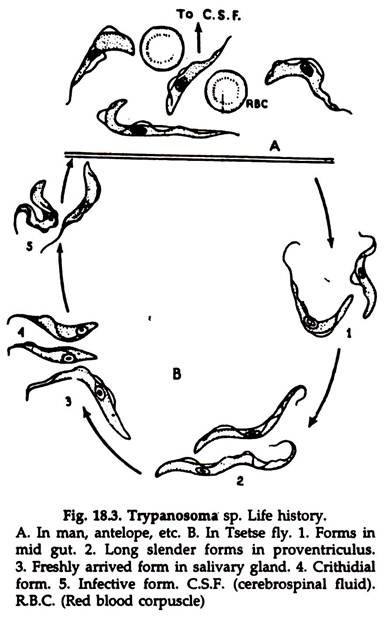 Trypanosoma sp.