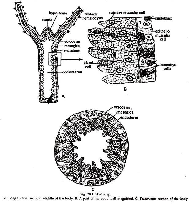 Longitudinal Section