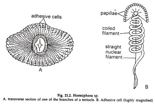 Hormiphora sp.