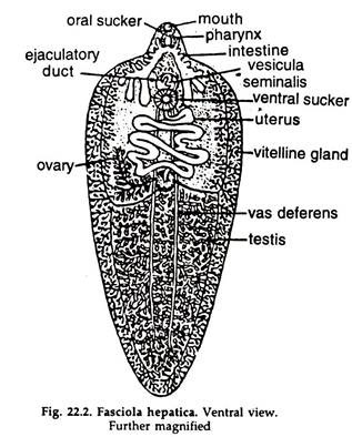 Fasciola Hepatica. Ventral View