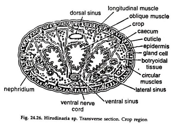 Hirudinaria sp. Transverse Section. Crop Region