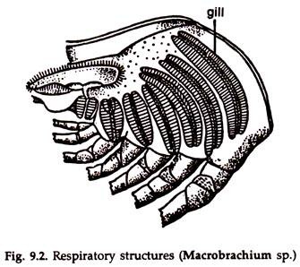 Respiratory Structures