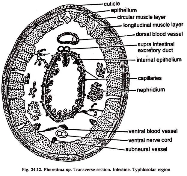 Pheretima sp. Transverse Section