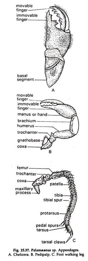 Palamnaeus sp. Appendages