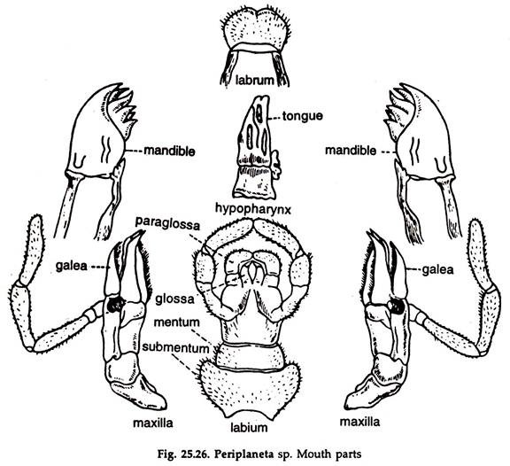 Periplaneta sp. Mouth Parts