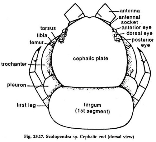 Scolopendra sp. Cephalic End
