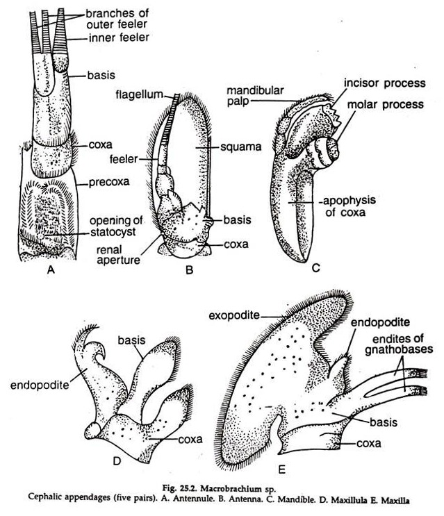 Macrobrachium sp. Cephalic Appendages
