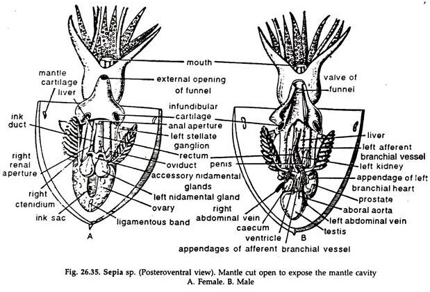 Sepia sp.