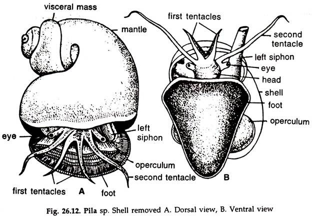 Pila sp. Shell Removed