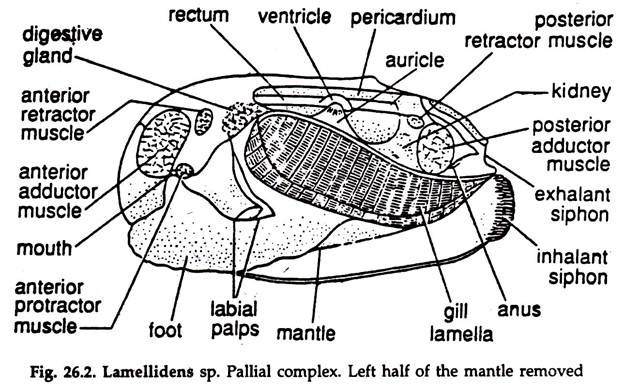 Lamellidens sp. Pallial Complex