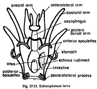 Echinopluteus Larva