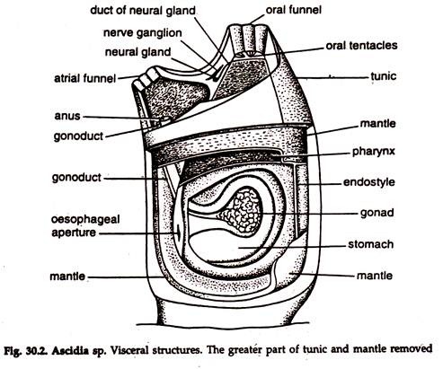 Ascidia sp. Visceral Structure