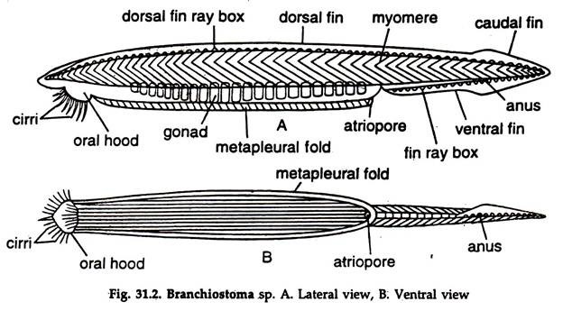 Branchiostoma: Locomotion and Reproduction | Zoology